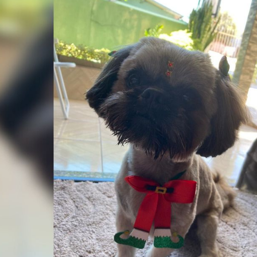 Cachorro é furtado e pintado com tinta de cabelo como disfarce