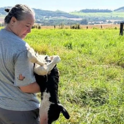 Pulverização com drone é apontada como causa de contaminação de pasto e morte de bezerras no PR