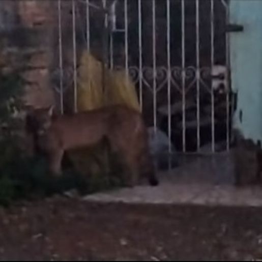 Morador de Francisco Beltrão flagra onça parda circulando pela cidade