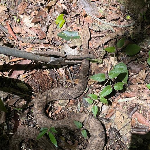 DNIT resgata jararaca nas obras da BR-163 em São José do Cedro