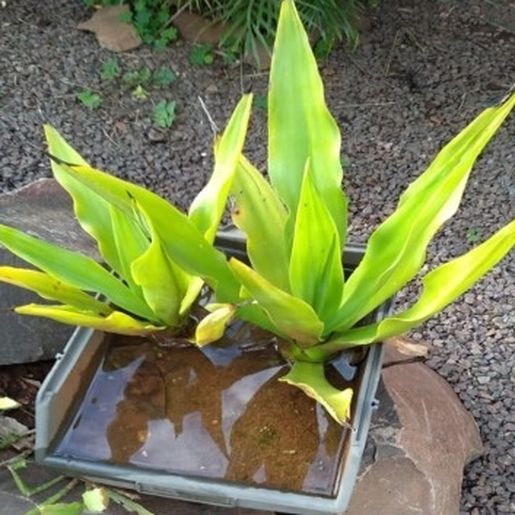 Tunápolis registra queda no índice de infestação pelo mosquito Aedes Aegypti