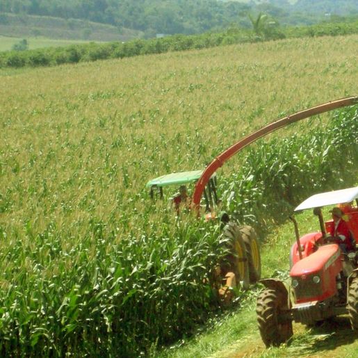 Clima favorável e boas práticas garantem qualidade da silagem no Extremo Oeste