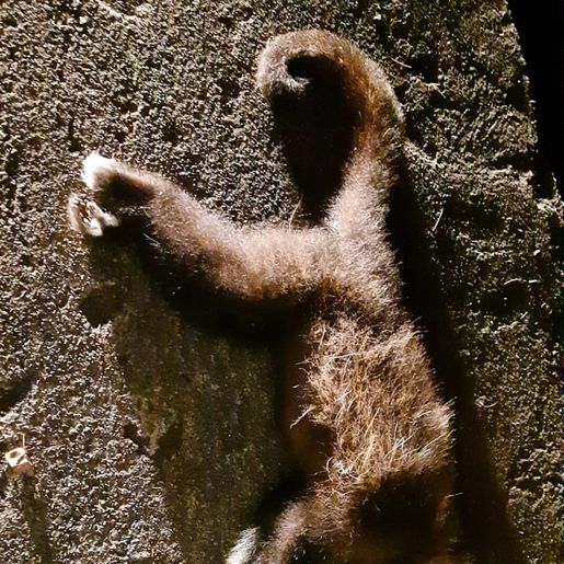 Vigilância de Itapiranga recolhe macaco morto para realizar exames