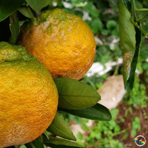 Epagri incentiva produção de frutas na região