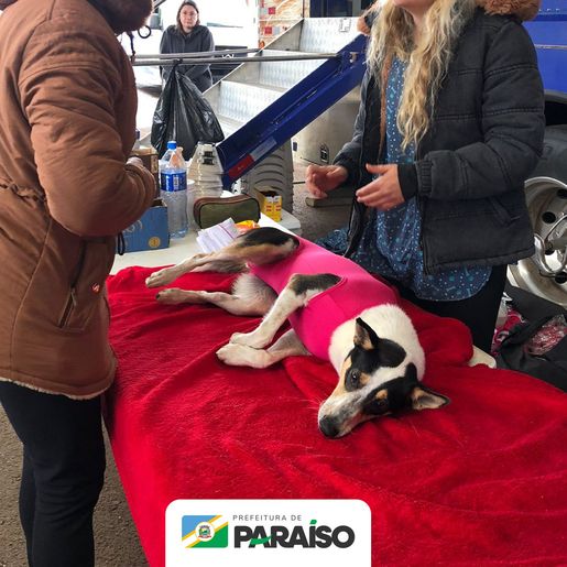 Mutirão de castração em Paraíso atende mais de 120 animais