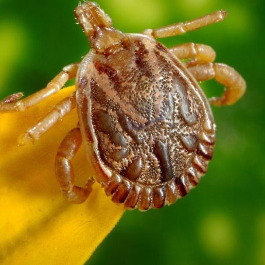 SC confirma 18 casos de febre maculosa em 2023