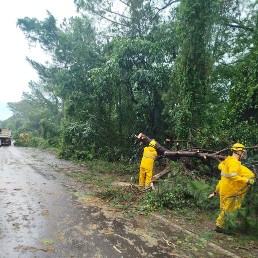 Queda de árvores bloqueia parcialmente BR-282 entre Maravilha e Iraceminha