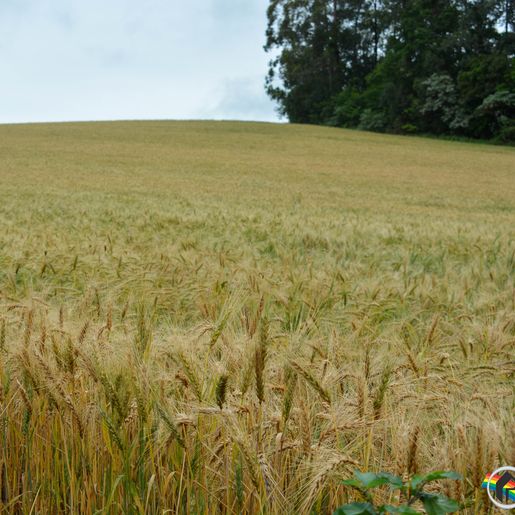 Excesso de chuva causa prejuízo à produção agrícola em SC, diz Epagri