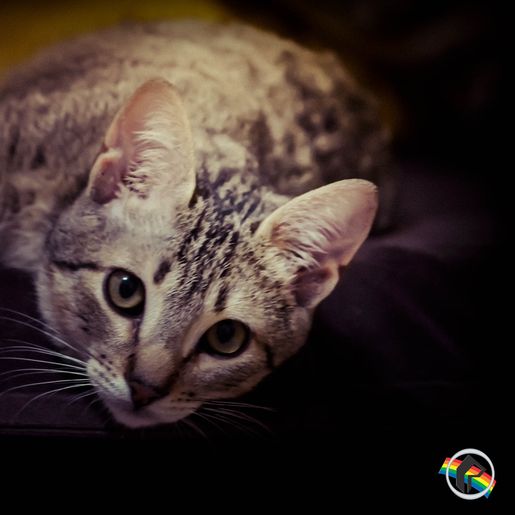 Vacinação contra raiva está abaixo da média nacional em SC, aponta IBGE