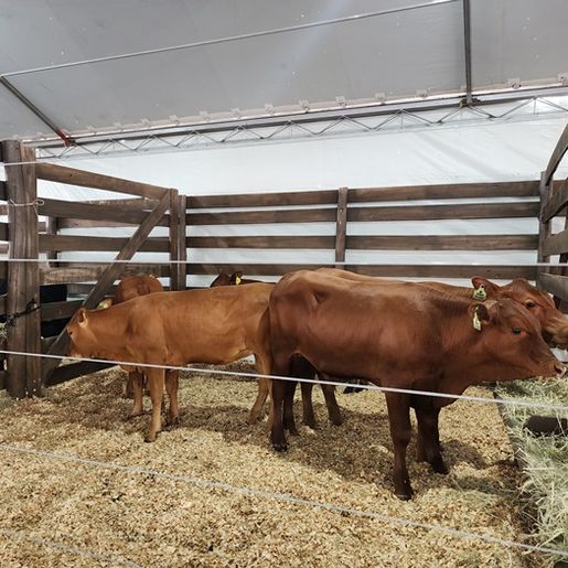 Parque de exposições começa receber animais para 11ª Efrait