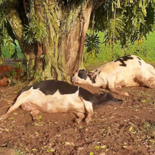 Raio mata duas vacas e uma novilha em propriedade no interior de Itapiranga