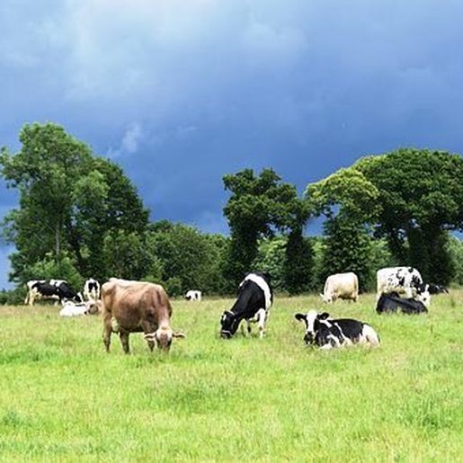 Guaraciaba lança em 2023 programa exclusivo para produção leiteira