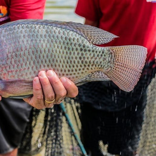 Feira do Peixe inicia comercialização no dia 15 de março