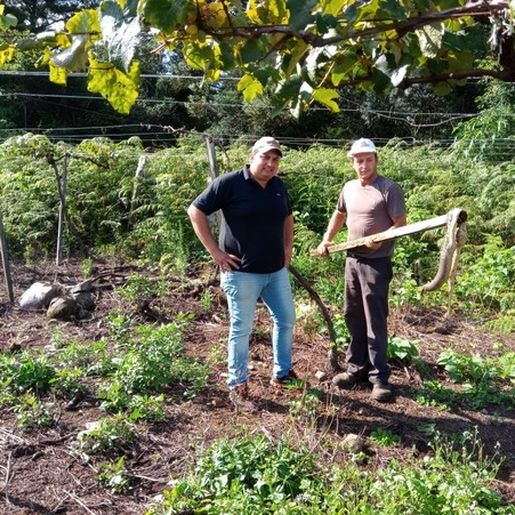 Cascavel é encontrada morta em vinícola de Campestre da Serra no RS