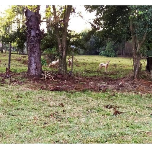 Cachorros matam oito ovelhas em São Miguel do Oeste