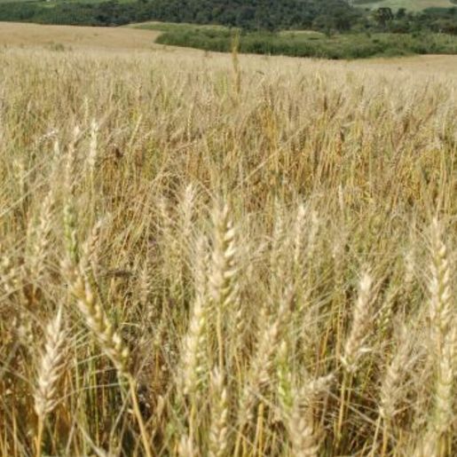 Produção média de trigo em SC tem aumento de quase 60% em relação à safra anterior
