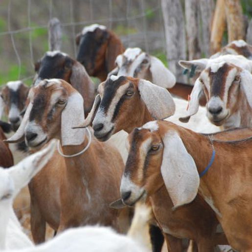 Programa de ovinocaprinocultura será lançado no fim do mês no Extremo Oeste