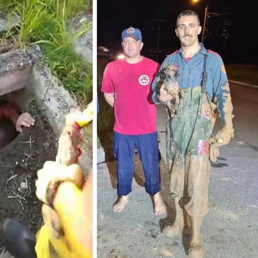 Cachorro preso em tubulação mobiliza resgate de 5 horas em SC