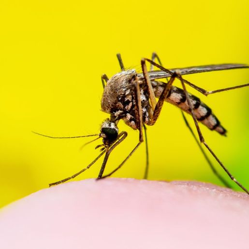 Com aumento dos casos de dengue, governo de SC prepara decreto de emergência