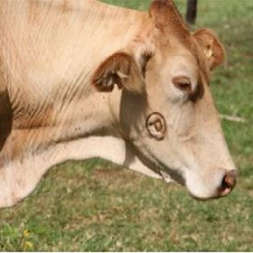 São João do Oeste possui nove focos de Tuberculose e Brucelose