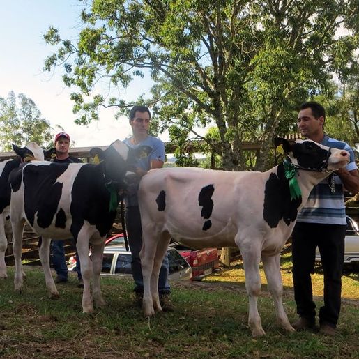 Produtor trabalha com genética visando retorno das feiras