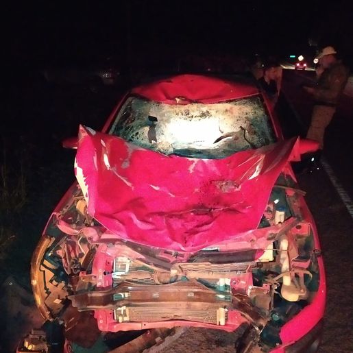 Bovino solto na SC 163 provoca acidente