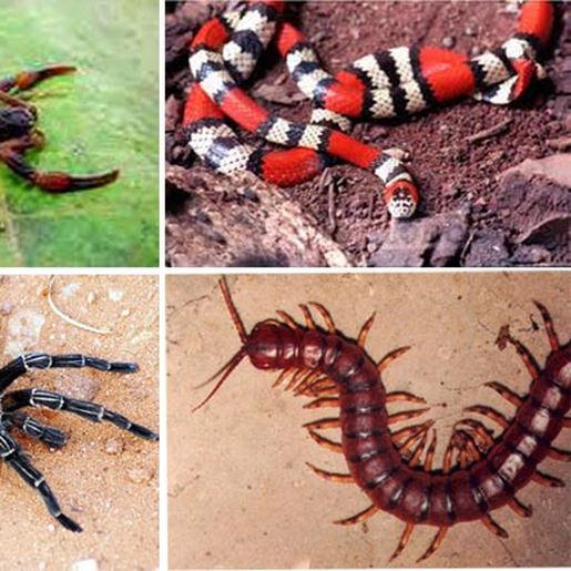 Dive emite nota sobre o aumento de acidentes com animais peçonhentos