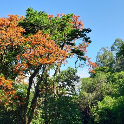 Engenheiro agrônomo destaca floração da corticeira, uma árvore medicinal