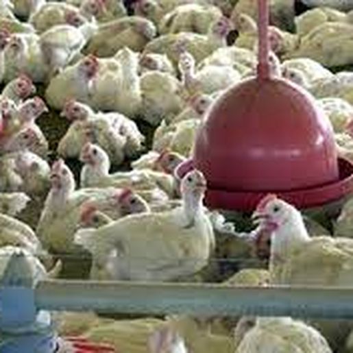 Japão retira embargo e reabre mercado para carne de frango de SC