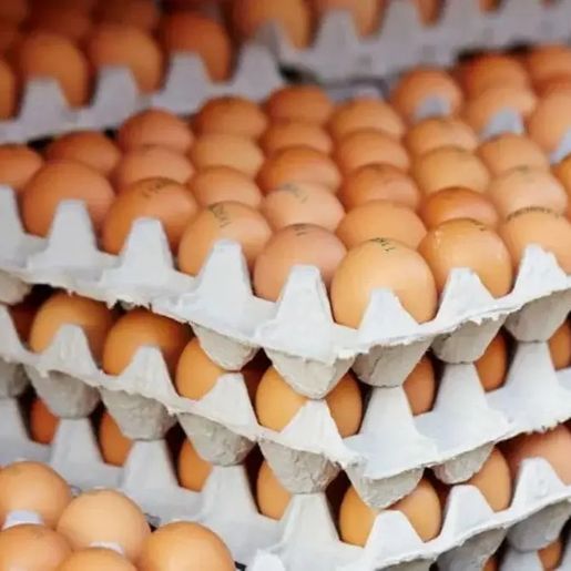 Preço do ovo cai 38% em SC influenciado pelo tarifaço