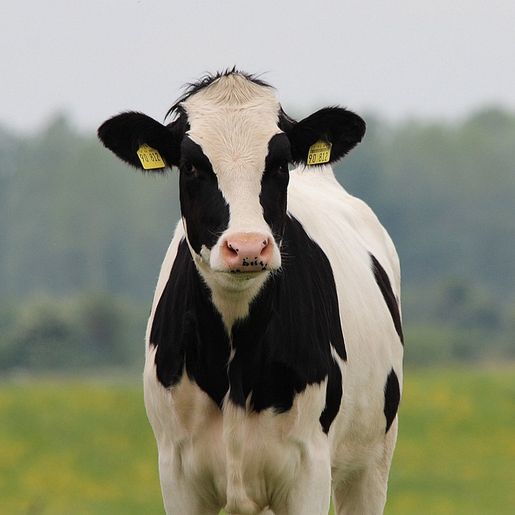 Projeto Mais Pecuária Brasil deve ser implantado em Anchieta; saiba mais