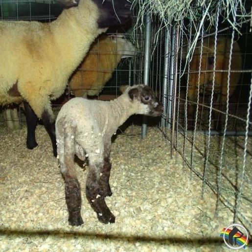 Veterinário da 14ª Efacitus destaca cuidados para a exposição de animais