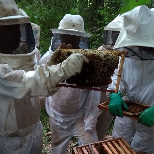 Apicultores iniciam preparação para produção de mel