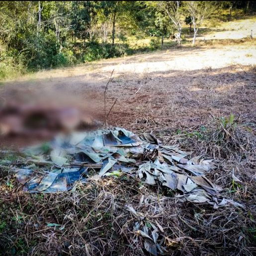 Vaca prenha é abatida e carne furtada em propriedade no interior de Bandeirante