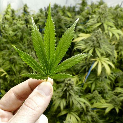 PM localiza plantação de maconha no interior de São Miguel do Oeste