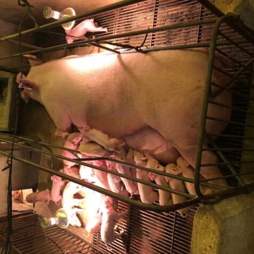 Porca dá à luz a 34 leitões em um único parto em Santa Catarina