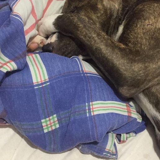 Após possível ataque, proprietário de Pitbull alega que animal não é perigoso