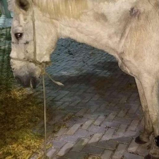 Cavalo é encontrado com tornozeleira eletrônica