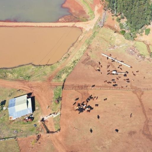 PF descobre em SC e PR entrada ilegal de 5,7 mil bois vindos da Argentina