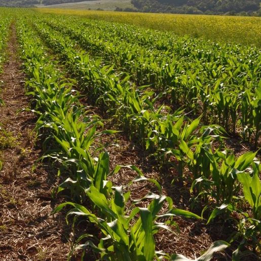 Safra de milho deve chegar a 15,3 mil hectares no Extremo Oeste, aponta Epagri