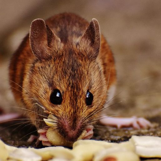 Criança de 11 anos morre após mordida de rato silvestre na Serra Catarinense