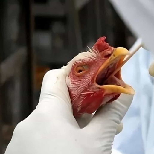 Câmara acelera votação de propostas contra impacto da gripe aviária