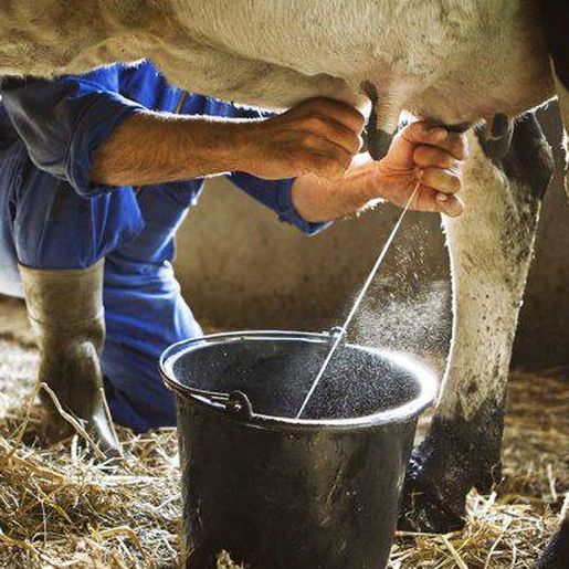 Produtores de leite de SC enfrentam prejuízo de até R$ 0,20 por litro e cobram medidas