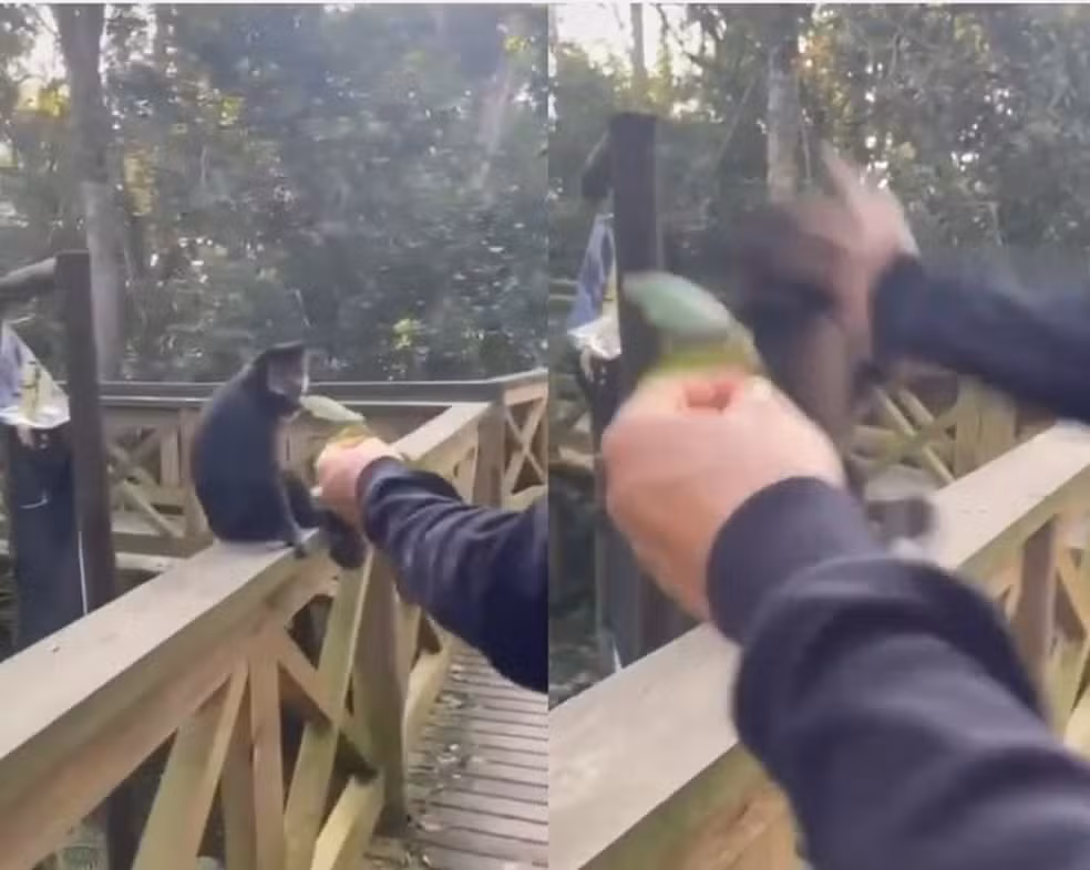 Suspeitos de agressão a macaco-prego em parque de SC são identificados