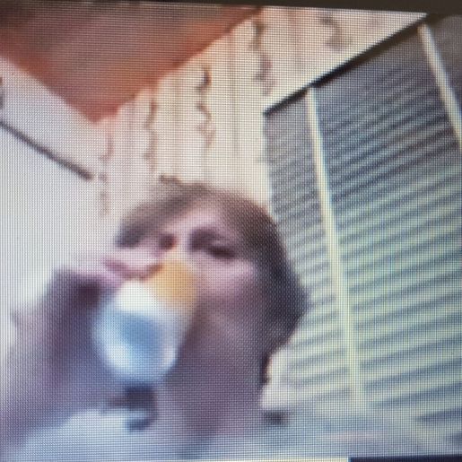 Legislativo e vereadora de Itapiranga se manifestam em virtude de polêmica sobre vereadora bebendo