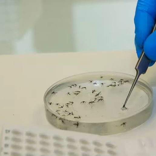 Brasil tem mais mortes por dengue em seis meses que em sete anos somados