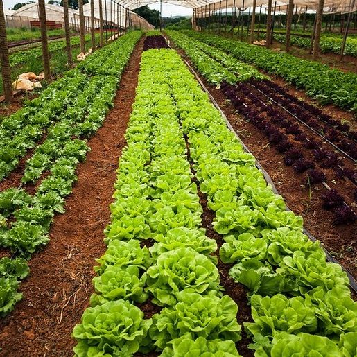 Importância da Horticultura é tema do Programa Conectando ao Agro