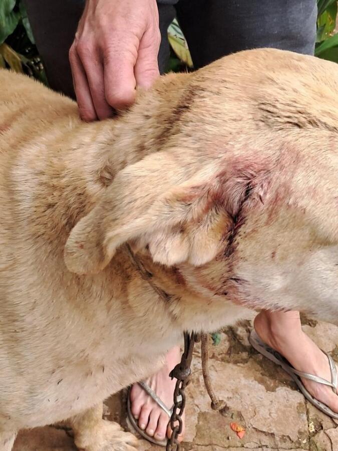 Cão é atingido por disparos de arma de fogo e Polícia investiga caso na região