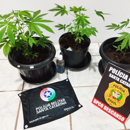 Operação conjunta apreende pés de maconha em residência de Santa Helena