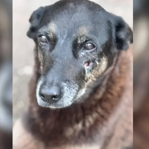 MP identifica lacunas e quer mais esclarecimentos sobre a morte do cão Orelha